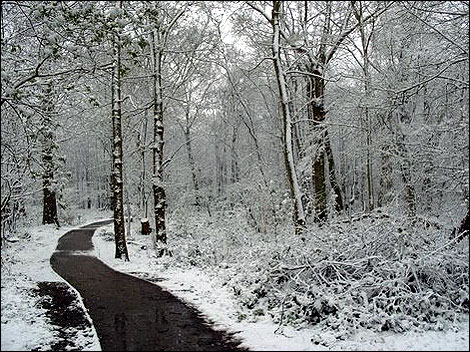 snow_norsey_woods