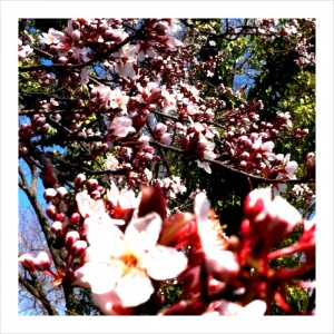 Cherry Blossoms (Jennifer)