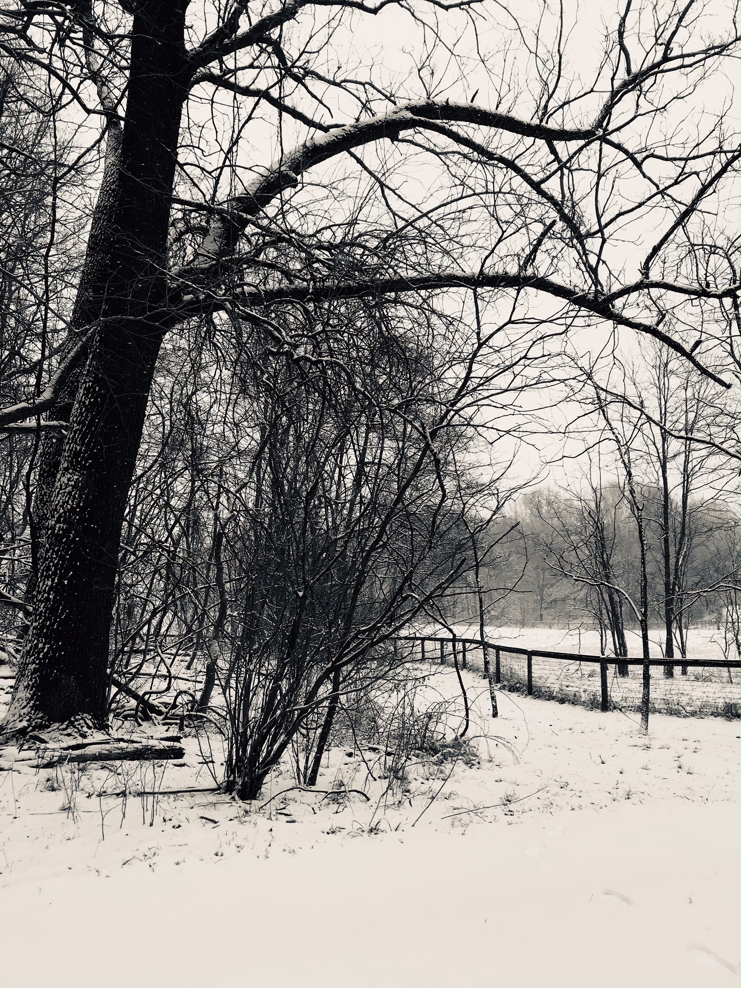 Snow Photos: Feb 2021 - Renaissance Yoga